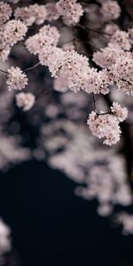 Flowers,Cherry,Macro,Branches,Petals,Spring