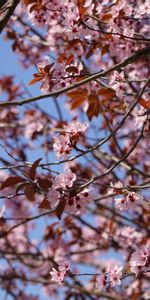 Flowers,Cherry,Pink,Macro,Branches