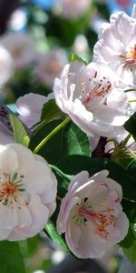 Flores,Cereza,Madera,Florecer,Floración,Rama,Árbol