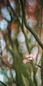 Bois,Flou,Branche,Fleurs,Arbre,Lisse,Cerise