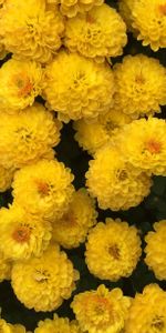 Flowers,Chrysanthemum