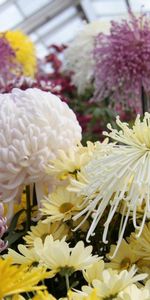 Flowers,Chrysanthemum,Asters,Greenhouse,Balls