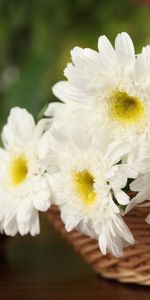 Fermer,Panier,Blanc Comme Neige,Fleurs,Chrysanthème,Gros Plan