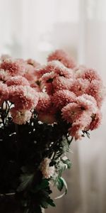 Fleurs,Bouquet,Chrysanthème,Chambre,Vase