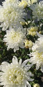 Bouquet,Fleurs,Chrysanthème,Mur