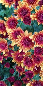 Flowers,Chrysanthemum,Branches,Buds