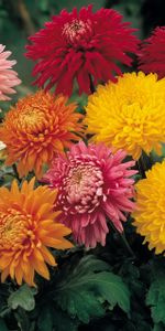 Flowers,Chrysanthemum,Bright,Different,Garden