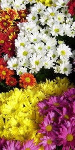 Flowers,Chrysanthemum,Bright,Lot,Different