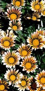 Flowers,Chrysanthemum,Bright,Striped,Flower Bed,Flowerbed