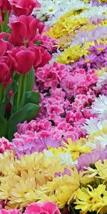 Flowers,Chrysanthemum,Carnations,Carpet,Tulips