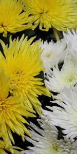 Fleurs,Fermer,Chrysanthème,Gros Plan