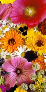 Flowers,Chrysanthemum,Close Up,Velvet,Barhotki,Mallow,Composition,Camomile