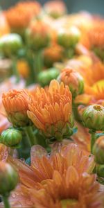 Flowers,Chrysanthemum,Drops,Beauty,Bouquet,Delicate,Gentle