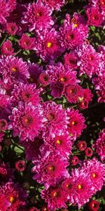 Flowers,Chrysanthemum,Flower Bed,Flowerbed,Close Up