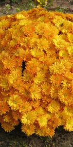 Flowers,Chrysanthemum,Flowerbed,Ball,Priming,Ground,Flower Bed,Garden