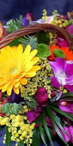 Flowers,Chrysanthemum,Gerberas,Registration,Typography,Basket,Mimosa,Composition