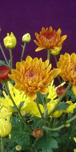 Flowers,Chrysanthemum,Greens,Flower Bed,Flowerbed,Buds