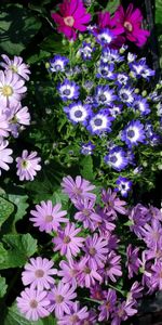 Flowers,Chrysanthemum,Greens,Lot,Different