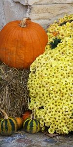 Flowers,Chrysanthemum,Hay,Squash,Patisson,Pumpkin,Still Life