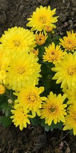 Flowers,Chrysanthemum,Land,Earth,Garden