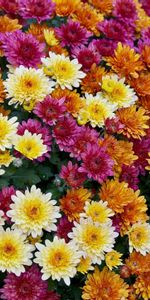 Parcelle,Beaucoup,La Diversité,Variété,Brillant,Chrysanthème,Fleurs