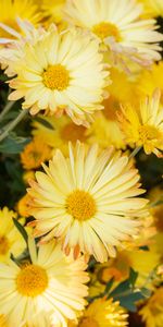 Flowers,Chrysanthemum,Plant,Flowering,Bloom