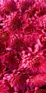 Flowers,Chrysanthemum,Raspberry,Bright,Buds,Crimson