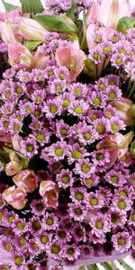 Flowers,Chrysanthemum,Registration,Typography,Alstroemeria,Bouquet