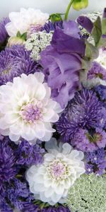 Flowers,Chrysanthemum,Typography,Registration,Bouquet,Dahlias