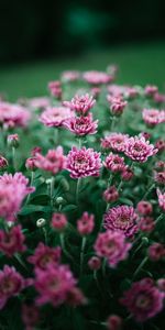 Flowers,Chrysanthemum,Violet,Flower,Bloom,Flowering,Purple