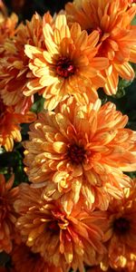 Flowers,Chrysanthemum,Wet