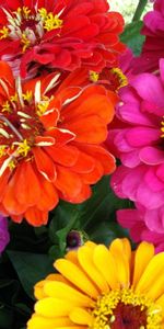 Flores,Brillante,De Cerca,Zinnias,Cincinnati,Primer Plano