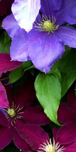 Flowers,Clematis,Bright,Close Up,Colorful