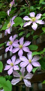 Flowers,Clematis,Leaves,Petals