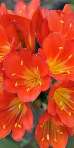 Flowers,Clivia,Stamens,Flower,Close Up