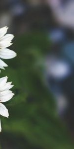 Flowers,Close Up