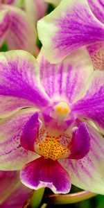 Orchidée,Fleurs,Dichromatique,Fleur,Fermer,Gros Plan,Bicolore