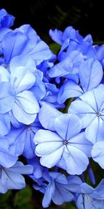 Flowers,Close Up,Bloom,Flowering,Plumbago