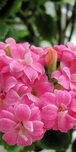 Flowers,Close Up,Bloom,Flowering,Room,Kalanchoe,Greens