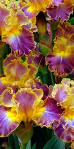 Flowers,Close Up,Flower Bed,Flowerbed,Irises,Greens