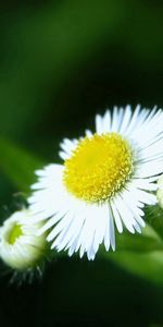 Flowers,Close Up,Greens,Camomile