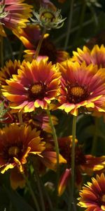 Gros Plan,Légumes Verts,Ensoleillé,Gaillardie,Gaillardia |,Fleurs,Verdure,Fermer