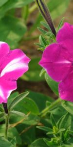 Flowers,Close Up,Greens,Sharpness,Petunia