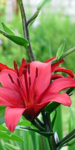 Flowers,Close Up,Lily,Stamens,Stem,Stalk,Flower