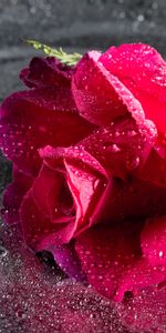 Flowers,Close Up,Pink,Drops,Rose Flower,Rose,Flower