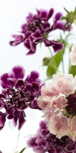 Flowers,Close Up,Scabious,Scabiosa,Bouquet