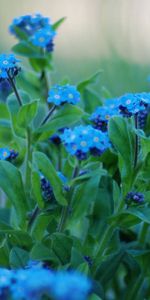 Flowers,Close Up,Sharpness,Forget Me Nots,Greens