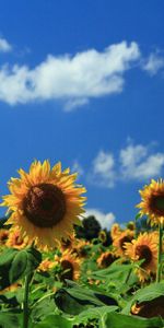 Cielo,Nubes,Campo,Flores,Girasoles