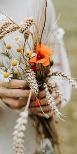 Fleurs,Cônes,Épillets,Pavot,Camomille,Bouquet,Coquelicot