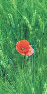 Flowers,Cones,Field,Poppy,Rye,Flower,Spikelets